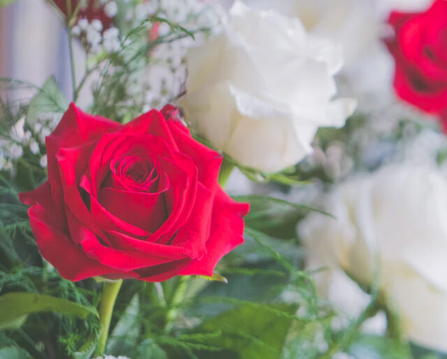 Importance of roses to human