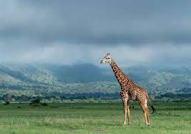 Akagera National Park